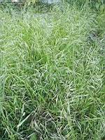 Brome des toits - Bromus tectorum  (prise a Lens)(2)